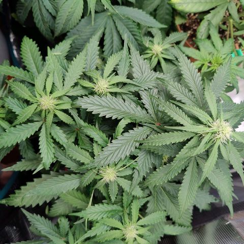 Mimosa Automatic growlog timeline photo