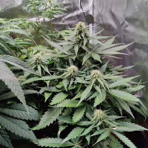 Mimosa Automatic growlog timeline photo