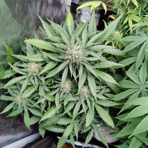 Mimosa Automatic growlog timeline photo