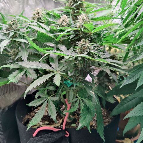 Mimosa Automatic growlog timeline photo