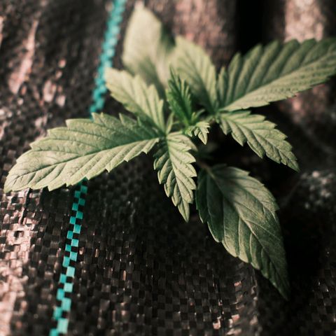 Auto Mokum's Tulip growlog timeline photo