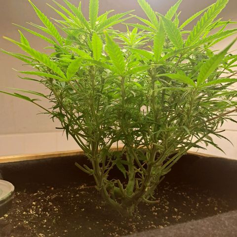 Auto Mokum's Tulip growlog timeline photo