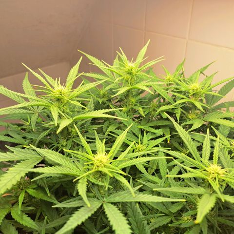 Auto Mokum's Tulip growlog timeline photo