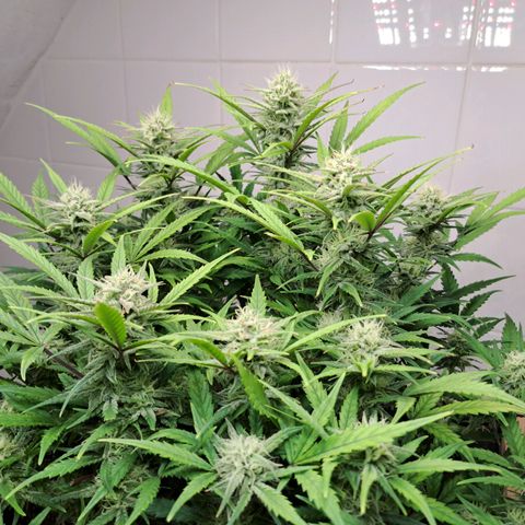 Auto Mokum's Tulip growlog timeline photo