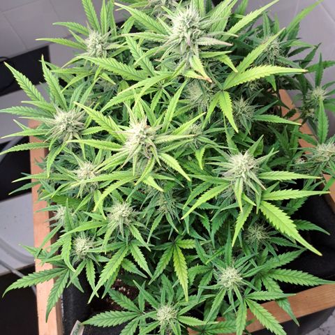 Auto Mokum's Tulip growlog timeline photo