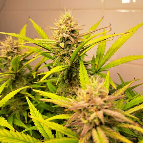 Auto Mokum's Tulip growlog timeline photo
