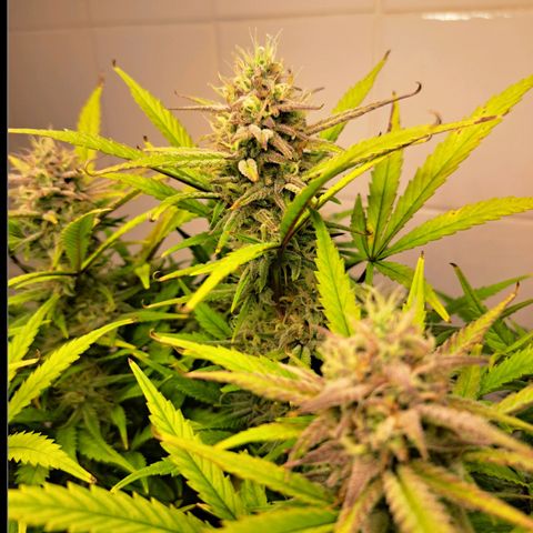 Auto Mokum's Tulip growlog timeline photo