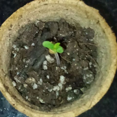 Lucy growlog timeline photo
