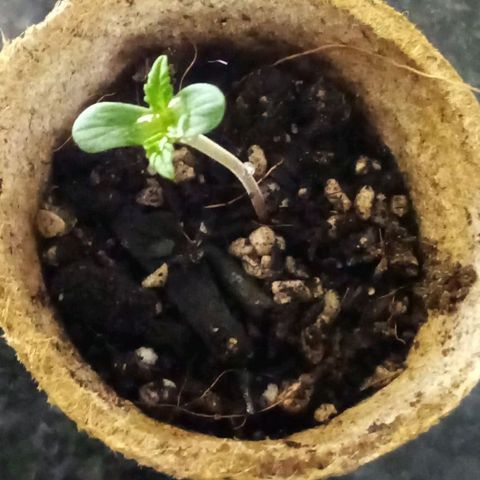Lucy growlog timeline photo