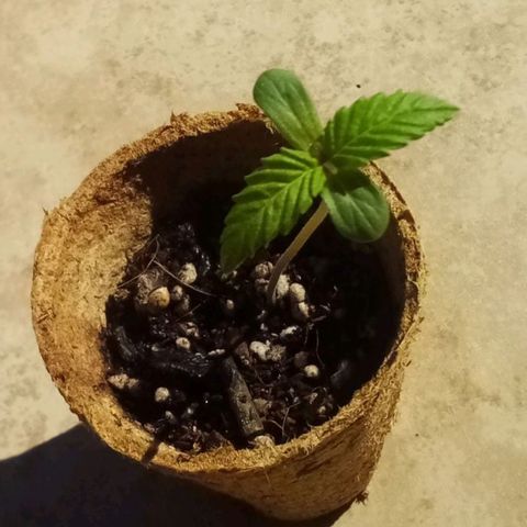 Lucy growlog timeline photo
