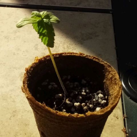 Lucy growlog timeline photo