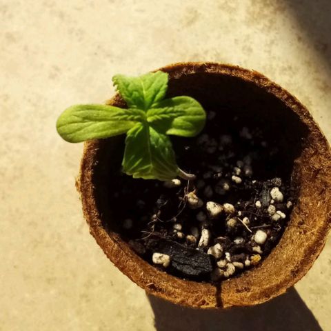 Lucy growlog timeline photo