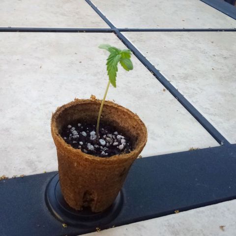 Lucy growlog timeline photo