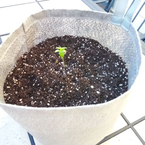 Lucy growlog timeline photo