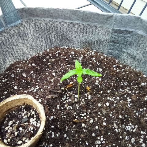 Lucy growlog timeline photo