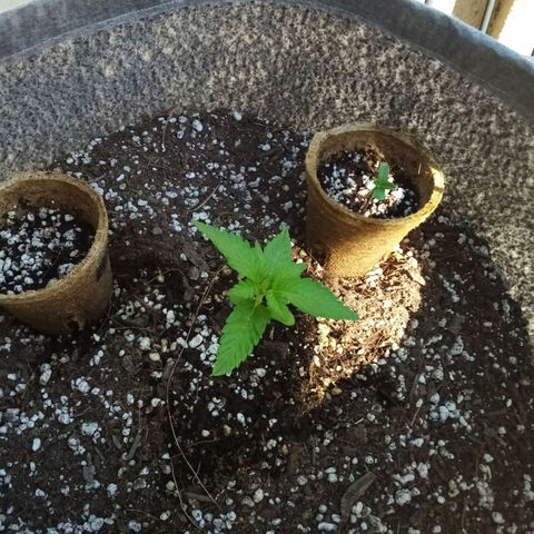 Lucy growlog timeline photo