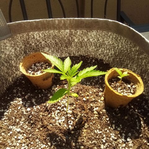 Lucy growlog timeline photo
