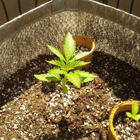 Lucy growlog timeline photo