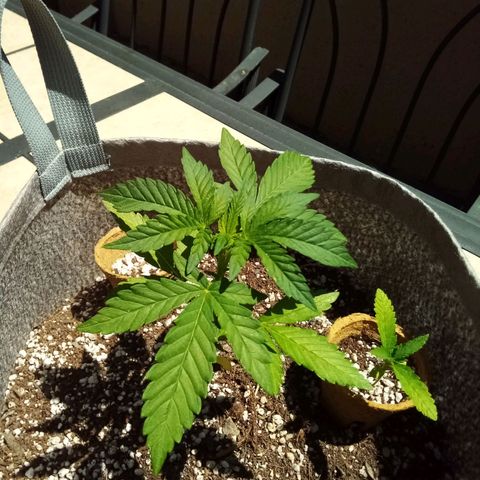 Lucy growlog timeline photo