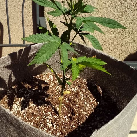 Lucy growlog timeline photo