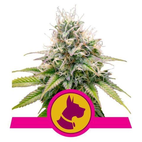 Kandi growlog photo