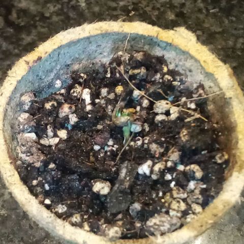 Kandi growlog photo