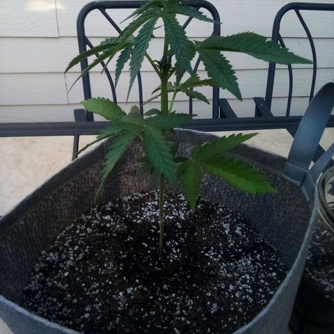 Lucy growlog timeline photo
