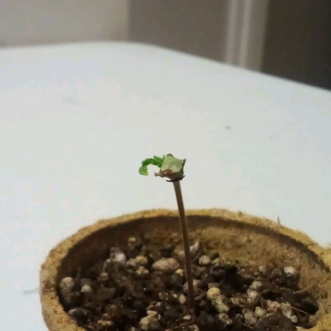 Kandi growlog timeline photo