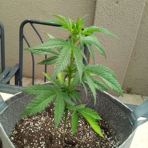 Lucy growlog timeline photo