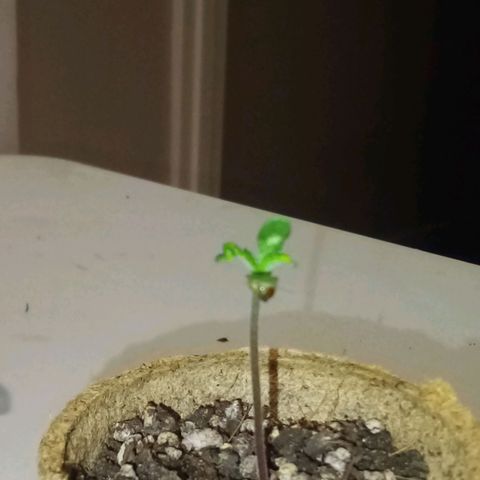 Kandi growlog timeline photo