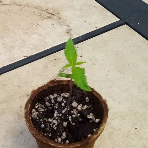 Kandi growlog timeline photo
