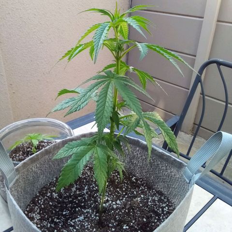 Lucy growlog timeline photo