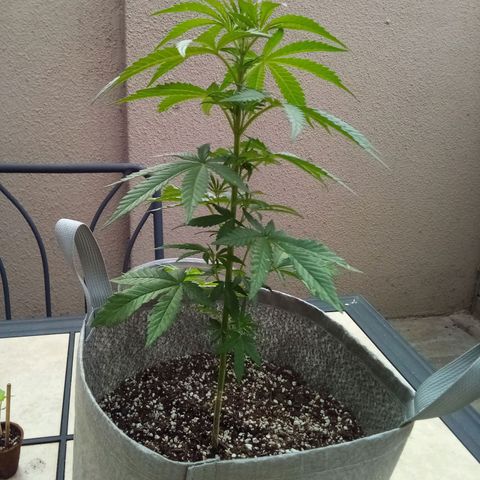 Lucy growlog timeline photo