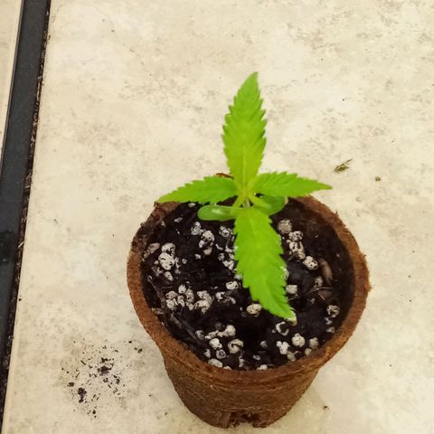 Kandi growlog timeline photo