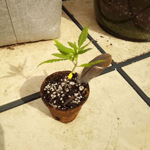 Kandi growlog timeline photo