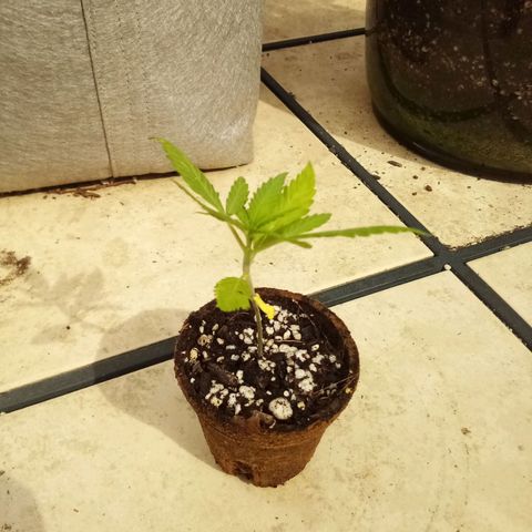 Kandi growlog timeline photo