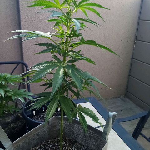 Lucy growlog timeline photo