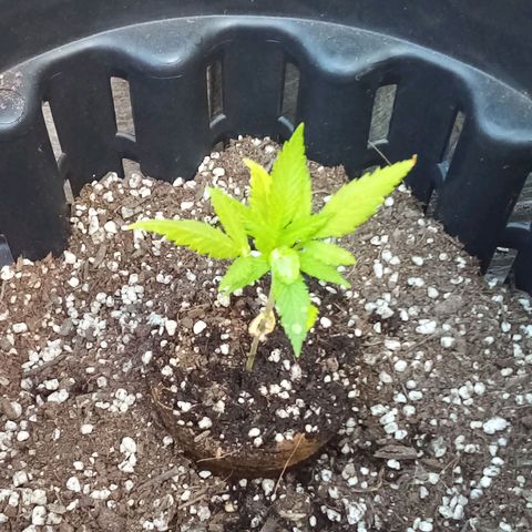 Kandi growlog timeline photo
