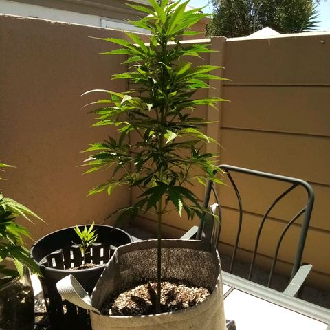 Lucy growlog timeline photo