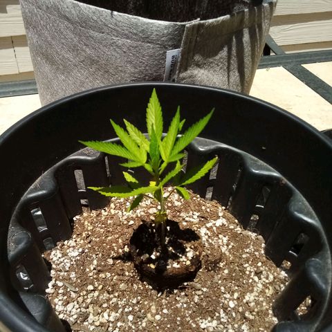 Kandi growlog timeline photo