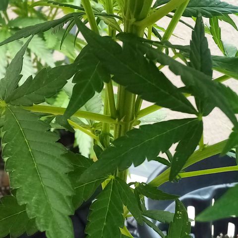 Lucy growlog timeline photo