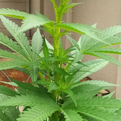 Lucy growlog timeline photo