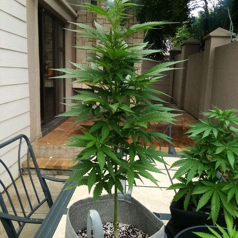 Lucy growlog timeline photo