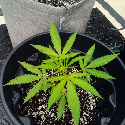 Kandi growlog timeline photo