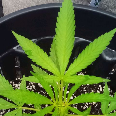 Kandi growlog timeline photo