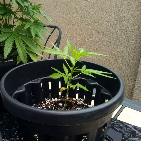 Kandi growlog timeline photo