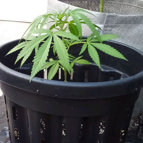 Lucy growlog timeline photo