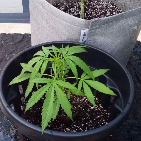 Lucy growlog timeline photo