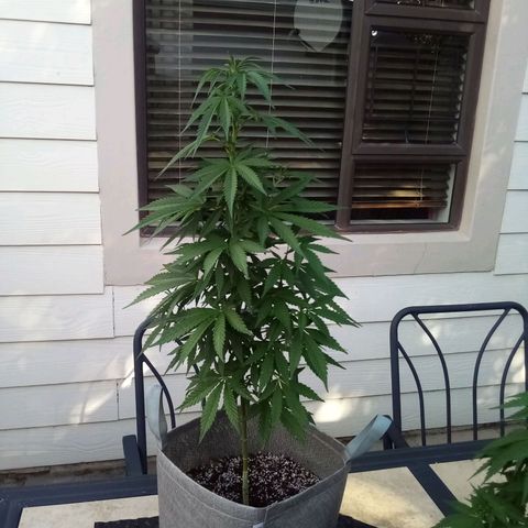 Kandi growlog timeline photo