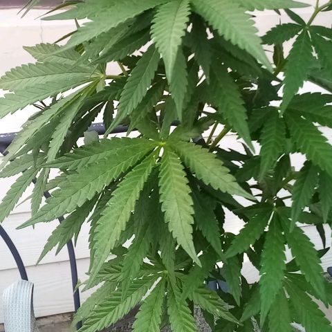 Kandi growlog timeline photo
